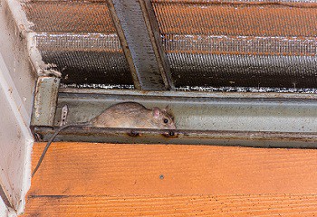  knaagdieren-op-zolder